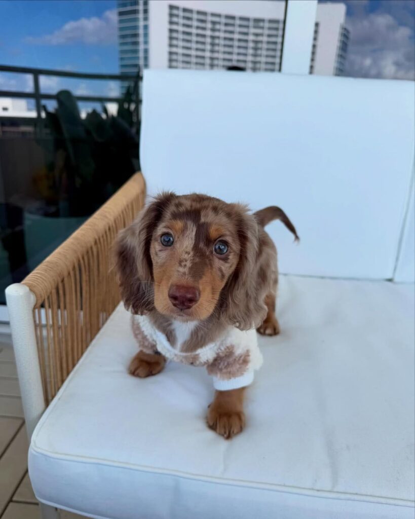 frankie (1)