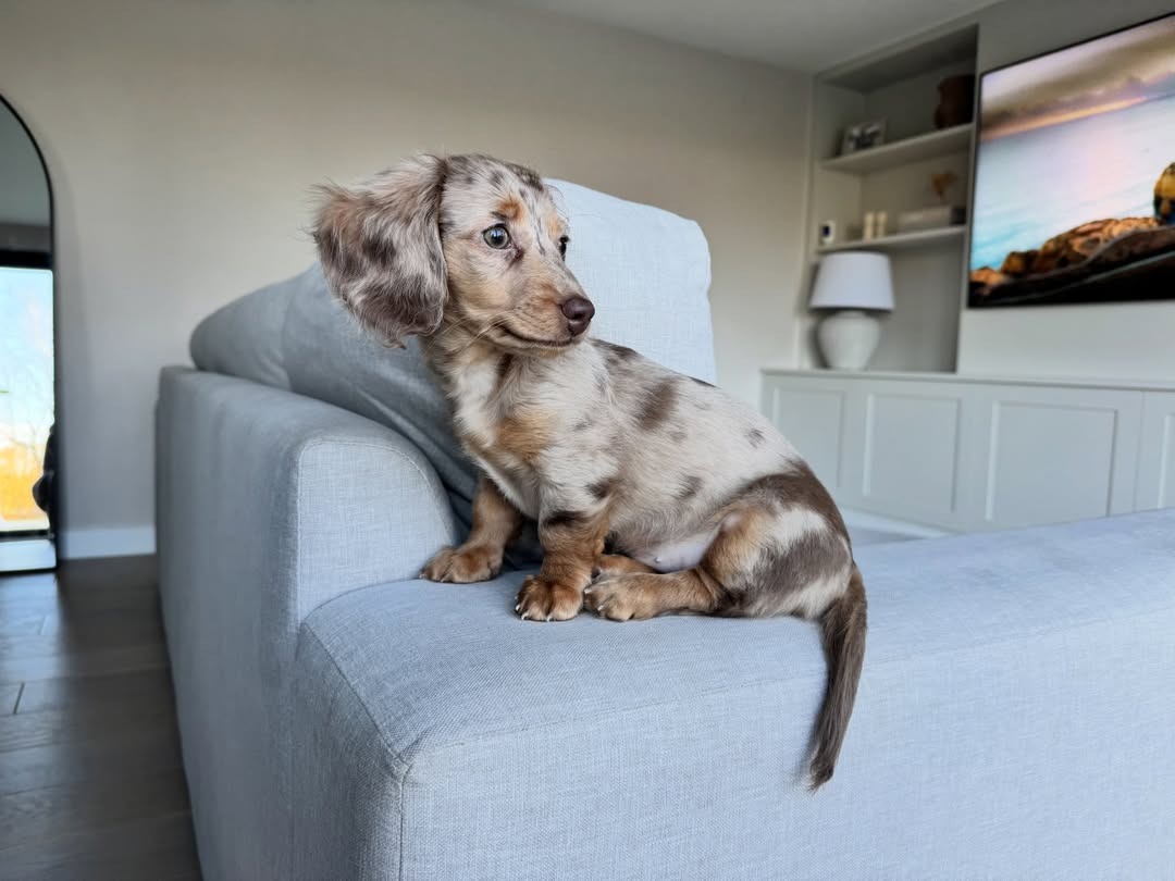 Mini Dachshund
