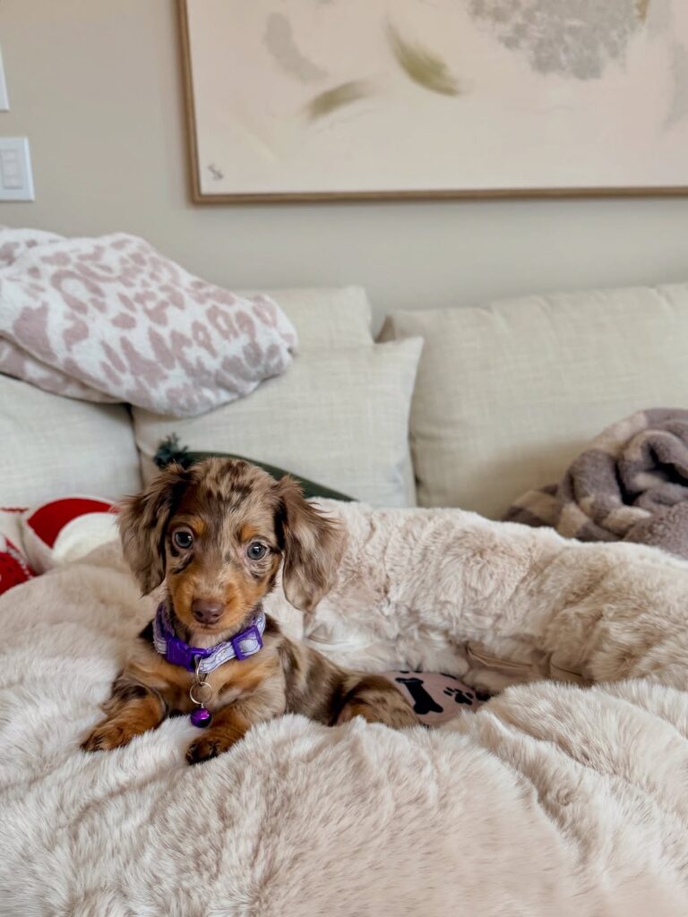 wiener